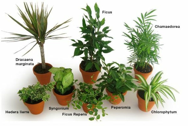 plantes  vertes dépolluantes