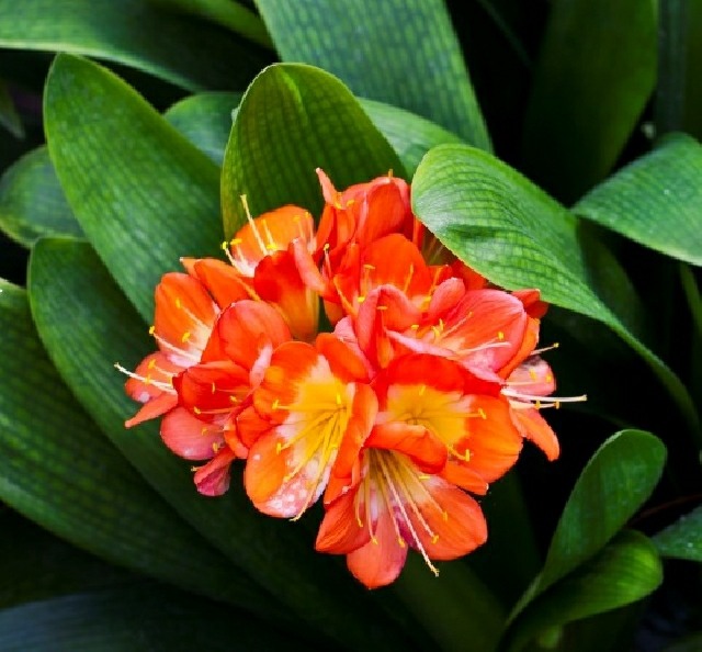 plante dangereuse orange Clivia miniata 
