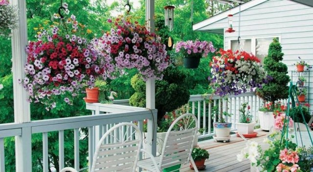 jardin balcon aménagement fleurs pots de fleurs pétunias