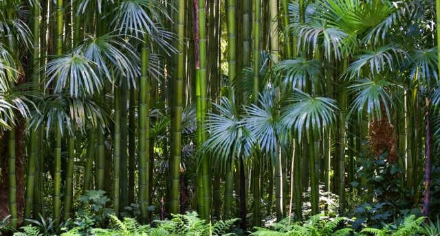 bambou forêt exotique jardin 