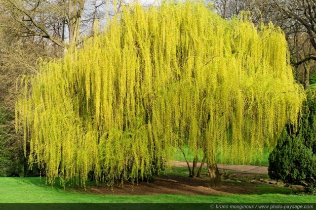 idée aménagement jardin saule pleureur jaune déco esthétique romantique