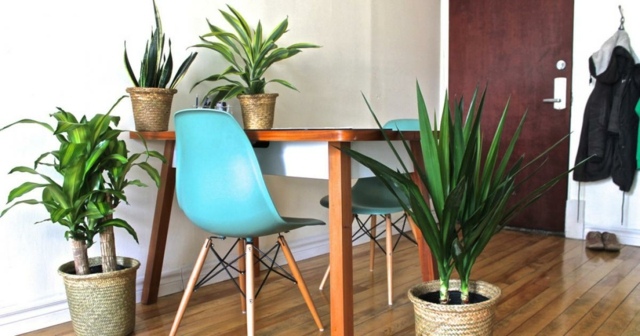sol bois table deux chaises bleu plantes interieur