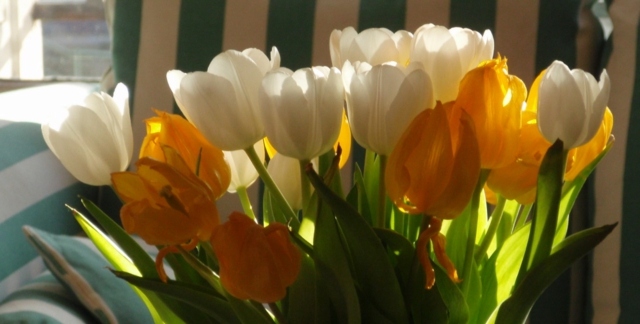 tulipes decoration printemps