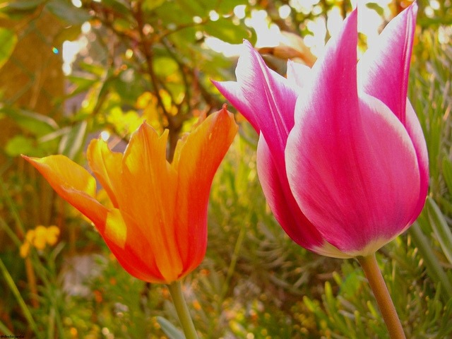 variétés tulipes