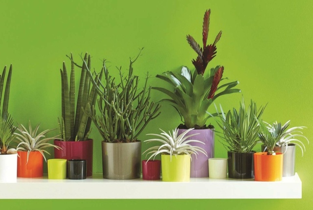 zoom plantes pots couleurs tailles differentes