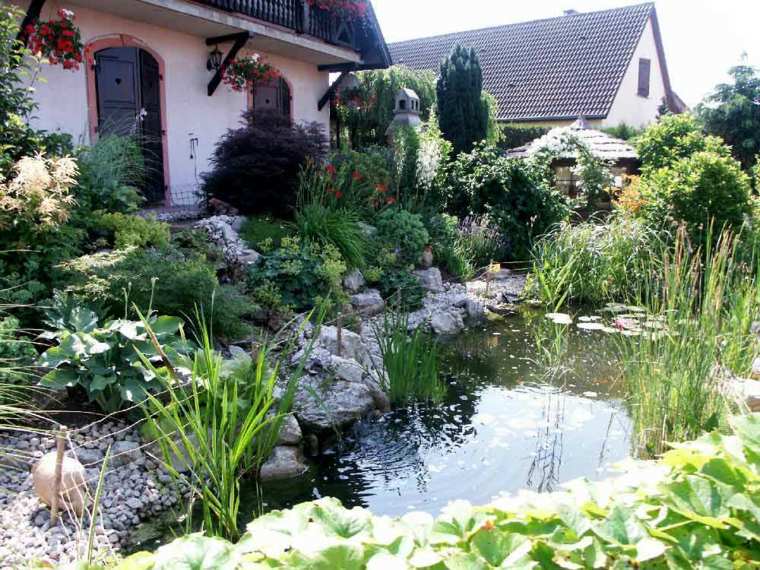 belle maison bassin jardin plantes aquatiques