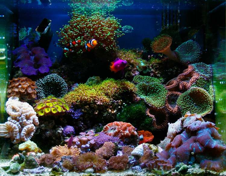 decor design nano aquarium
