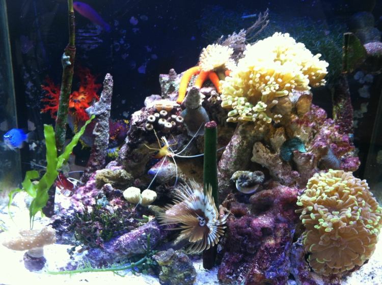 decor original aquarium poissons