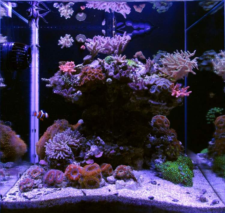 idee amenagement petit aquarium