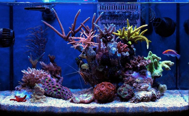 idee decor nano aquarium