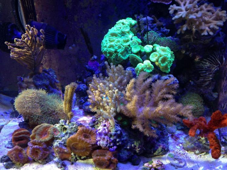 idee decor petit aquarium