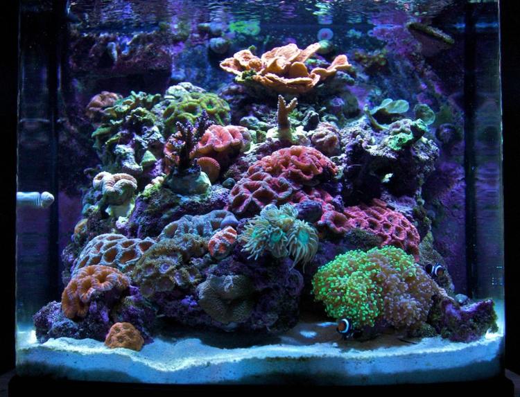 idee decoration aquarium poissons eau