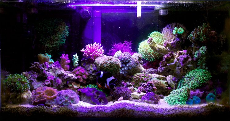 idee-design-aquarium-poissons