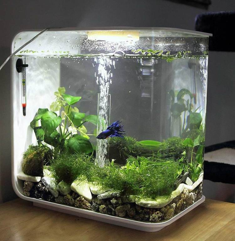 idee petit aquarium forme originale