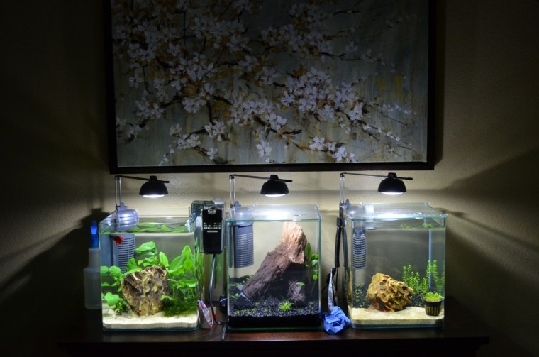 nano aquarium petit idee