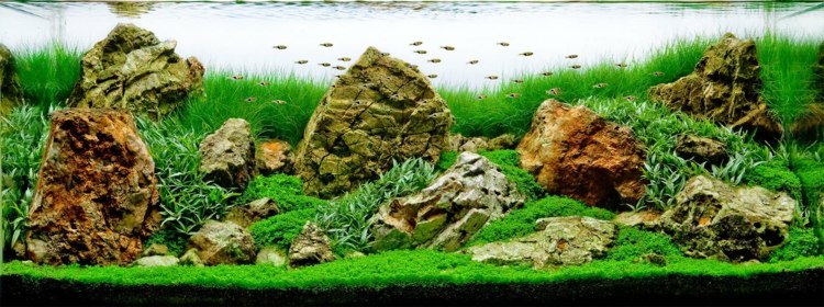 nano-aquarium-plante-design