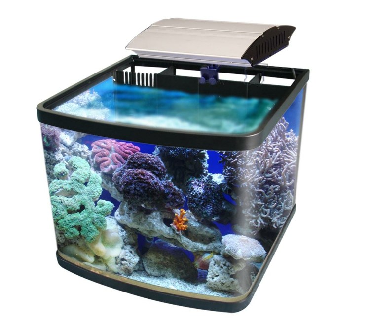 nano aquarium poissons idee