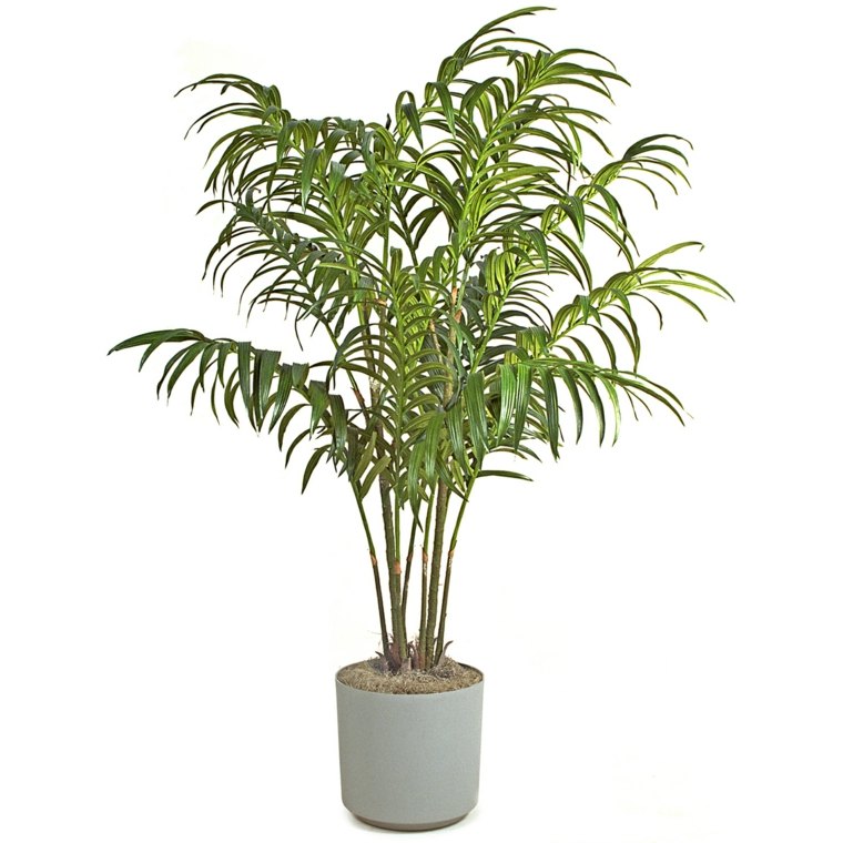 plante d'intérieur kentia palme idée 