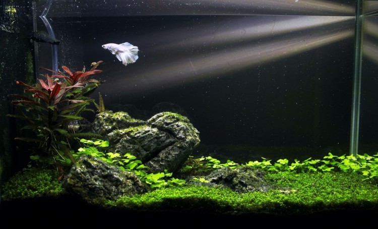 petit aquarium decor minimaliste