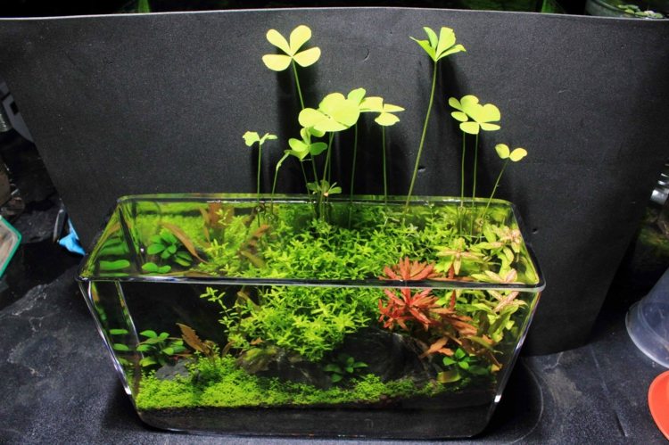 plante aquarium petit design