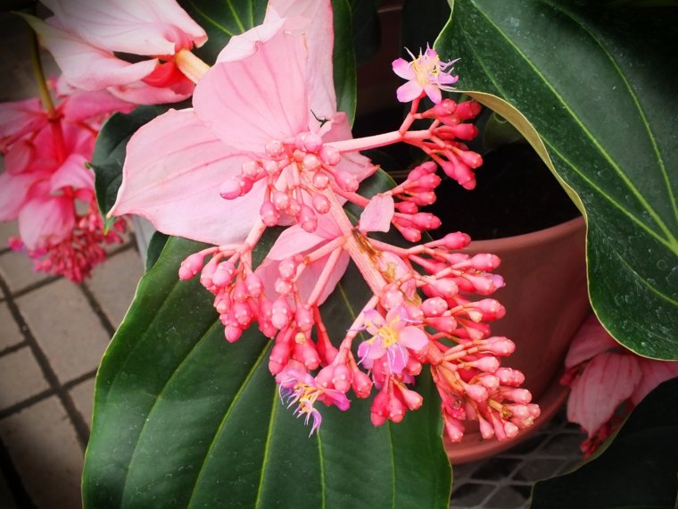 plantes vertes tropicales d'intérieur plante à fleurs 