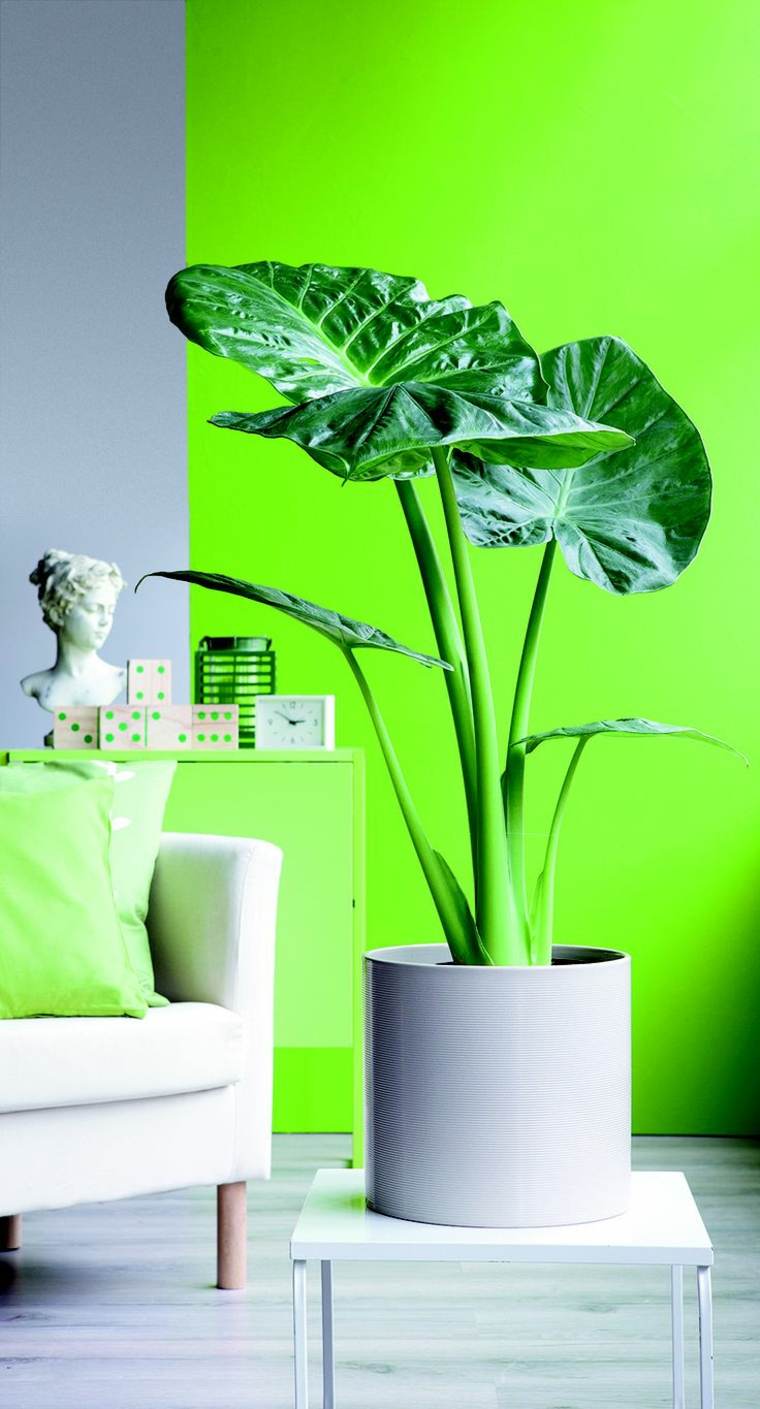 plantes vertes d'intérieur idée salon déco fauteuil