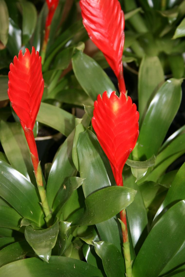 plante tropicale rouge verte intérieur appart 