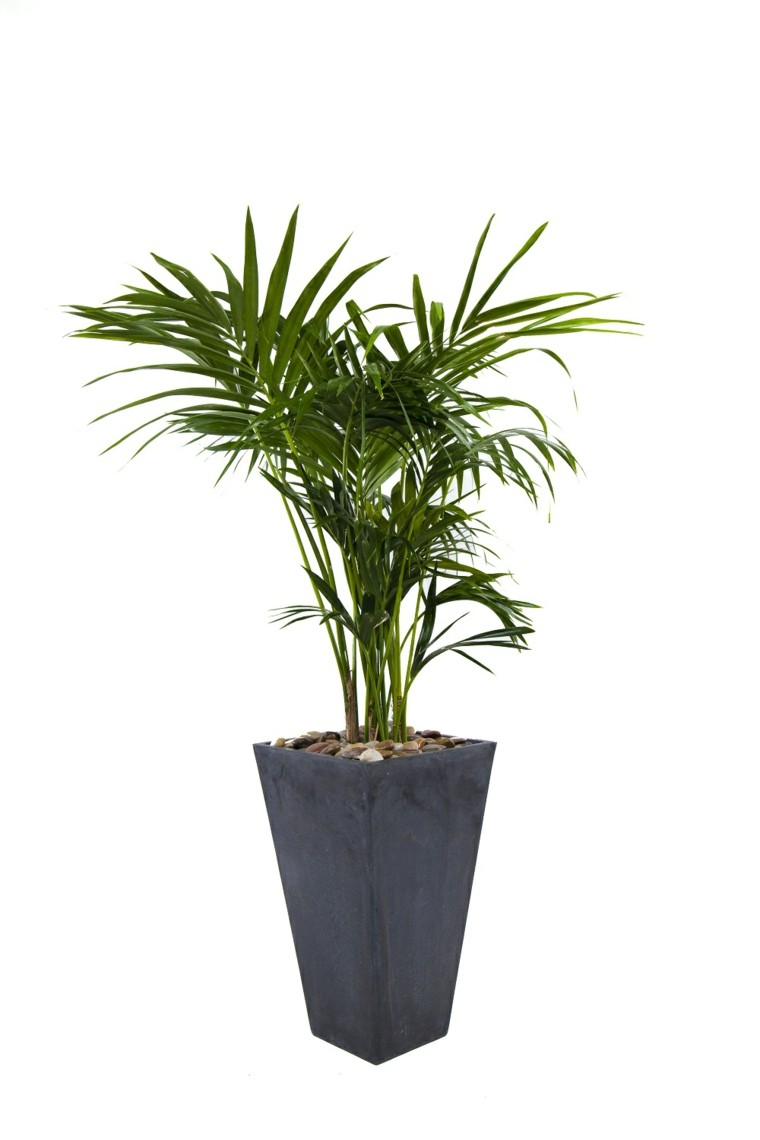plante intérieur pot de fleur palme kentia
