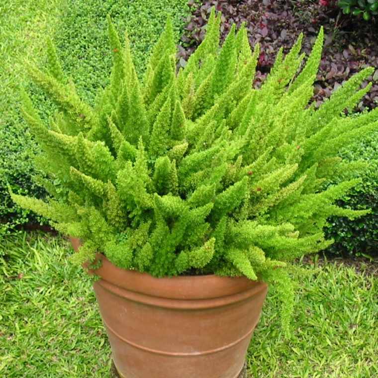 plantes vertes d'intérieur Asparagus Myersii