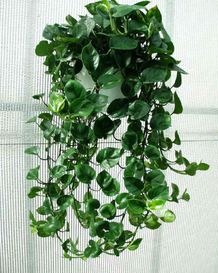 plantes vertes d'intérieur appartement végétation plante verte intérieur