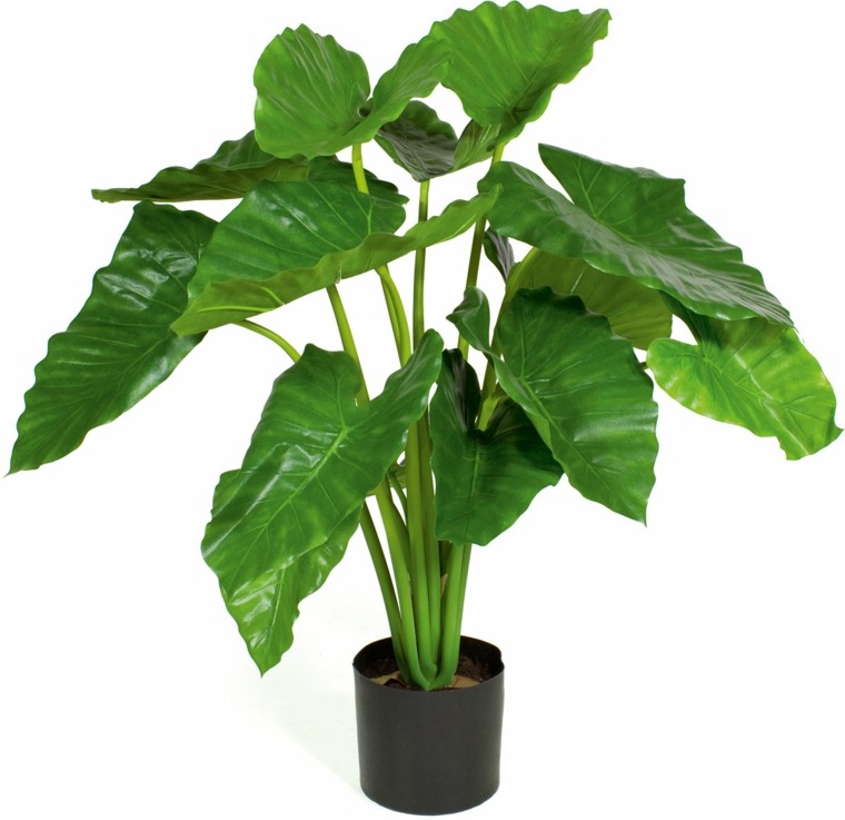 intérieur plante verte alocasia 