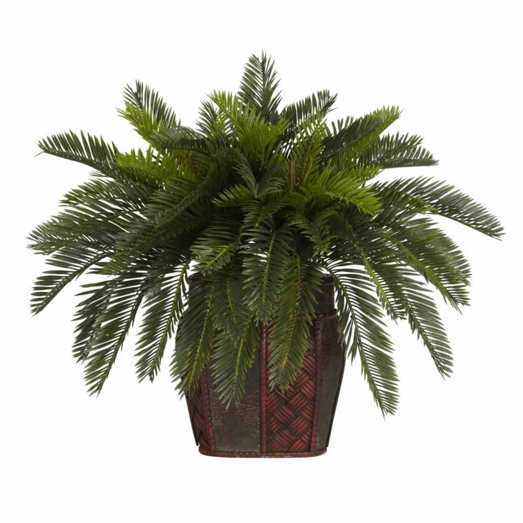 plante verte d'intérieur palme pot de fleurs cycas 