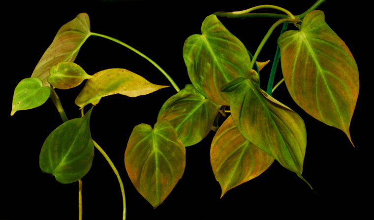 plante verte d'intérieur d'appartement Philodendron Camposportoanu