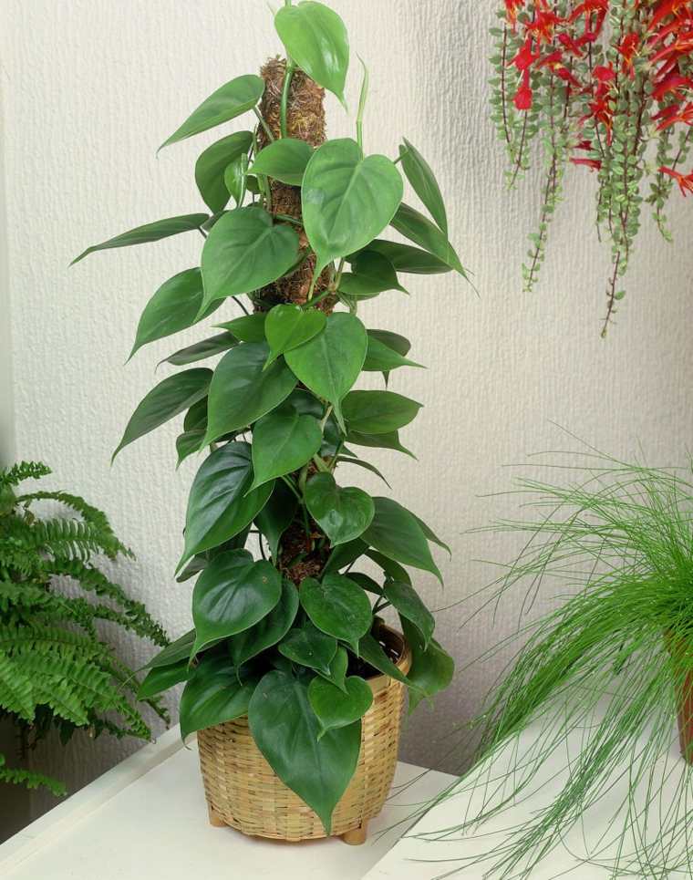 plante d'appartement Philodendron scandens