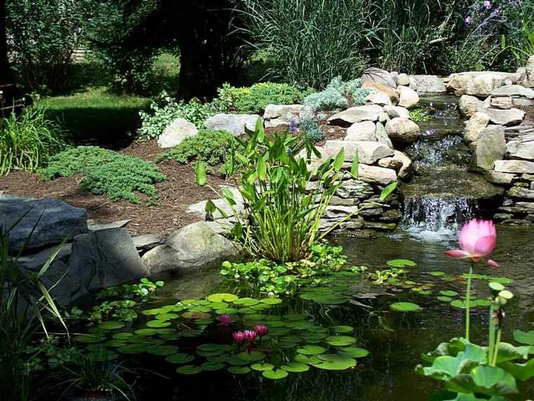 zoom plantes aquatiques bassin jardin