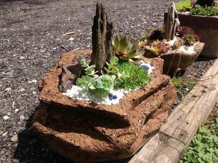 rocaille de jardin plantes succulentes