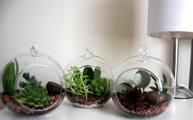 bocaux terrarium avec plantes