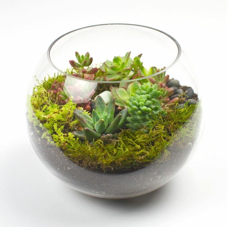 idées décorer intérieur plantes succulentes terrariums