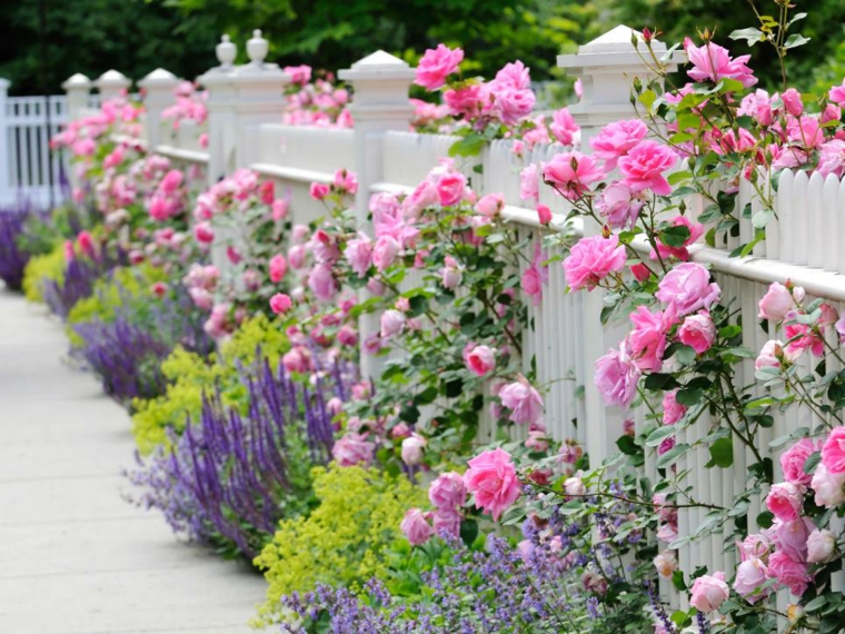 jardin jolie deco fleurs palissades