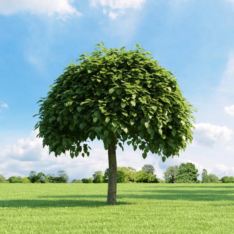 arbres à croissance rapide jardin idée aménager planter