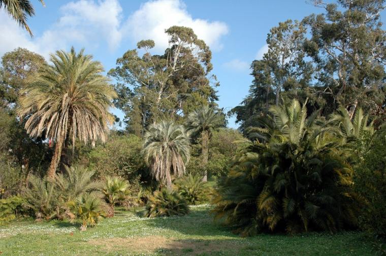 arbre croissance rapide idée jardin eucalyptus