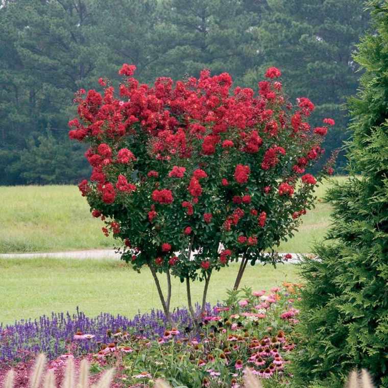 arbres croissance rapide myrte de crêpe rouge fleurs 