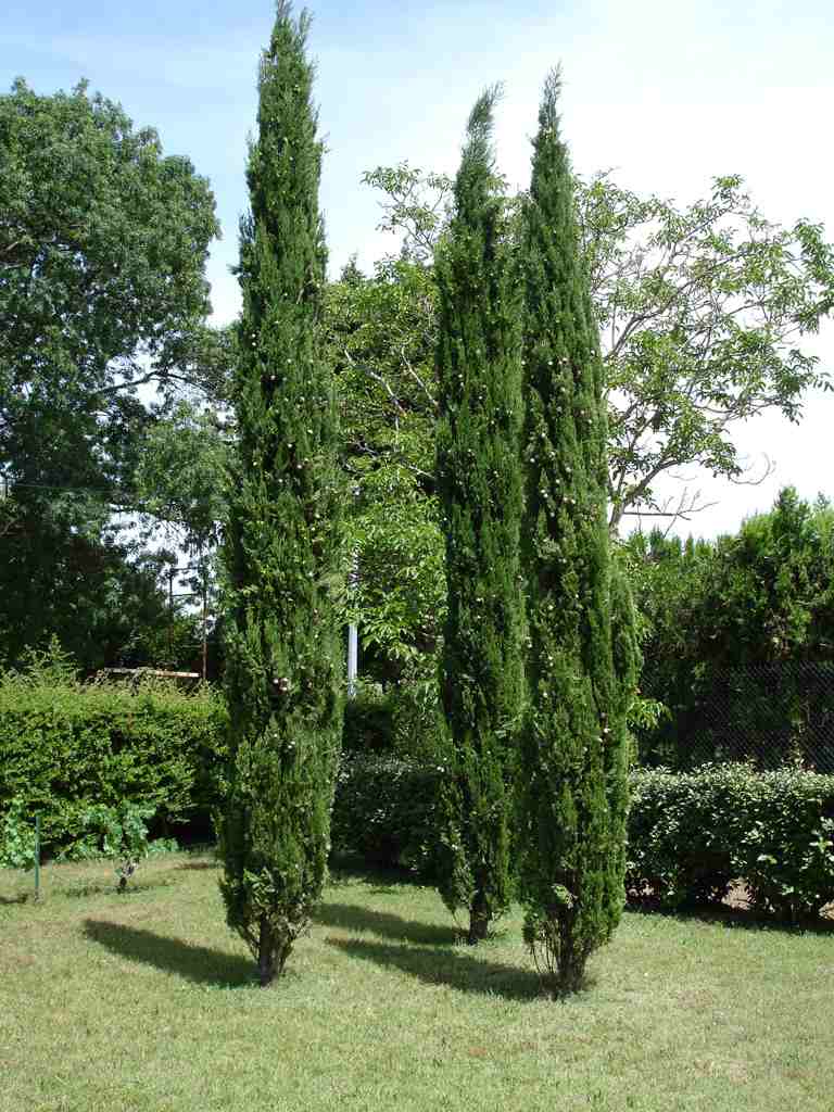 cypres arbre croissance rapide jardin idée 