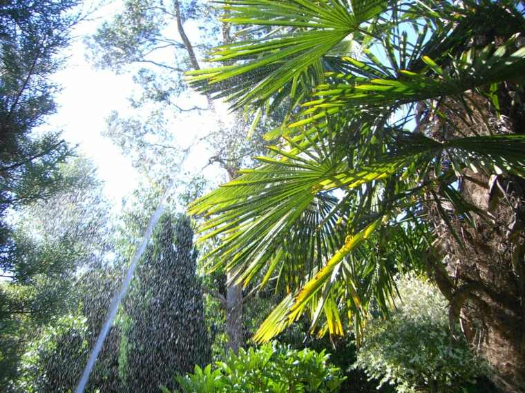 arbres à croissance rapide eucalyptus palmier