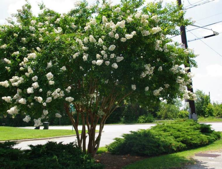 arbre croissance rapide myrte de crêpe fleurs blanches idée 