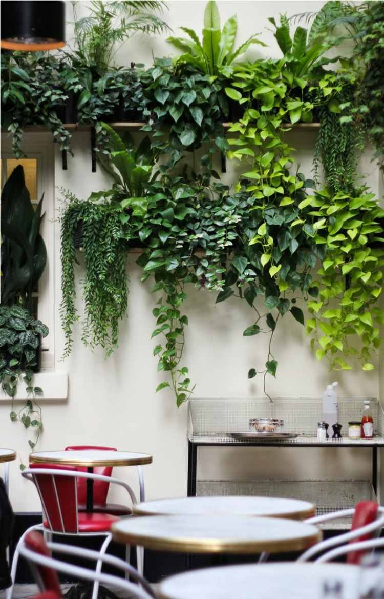 mur végétal intérieur plantes grimpantes