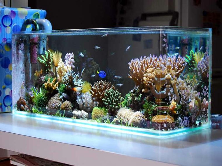 aquarium décor idée coraux pierres accessoires plantes
