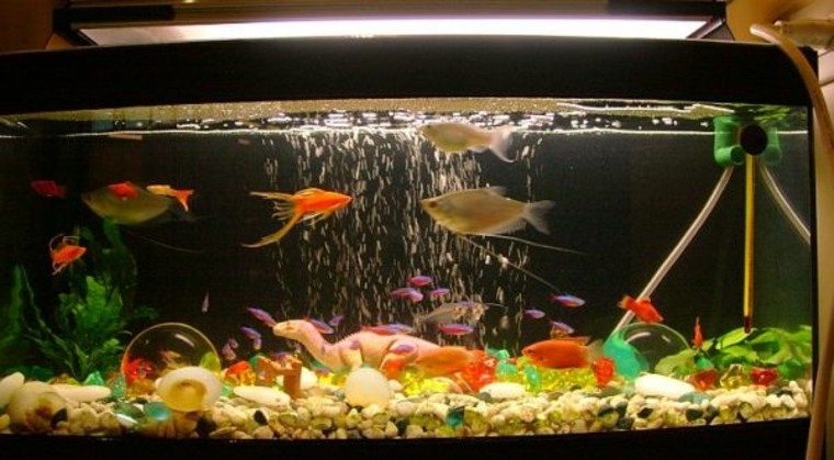 décoration aquarium éclairage idée pierre fond plante poisson