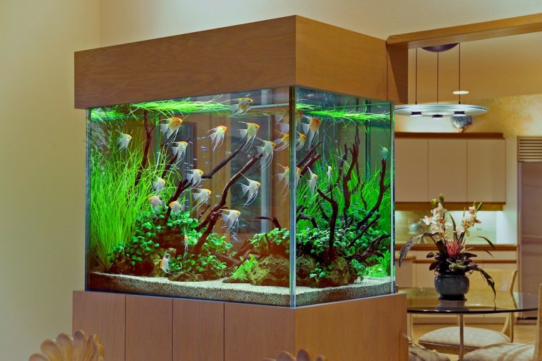 déco aquarium idée poissons plante coraux pierre fond