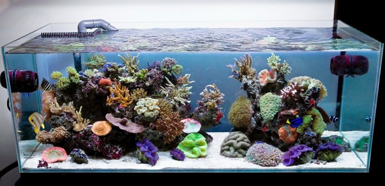 décor aquarium plante figurines colorée idée pierres